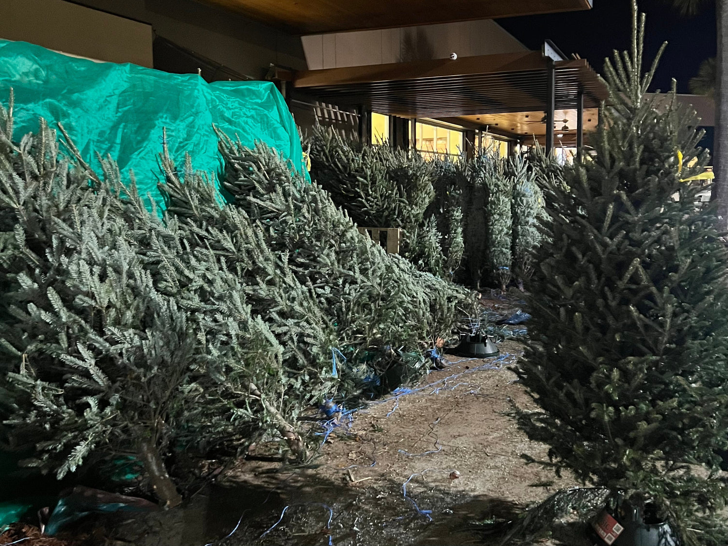 Blog #9 Real Christmas Trees in the U.S.